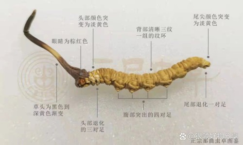 吃泰尔丝胶囊网—知名的吃泰尔丝会导致不孕吗网站,分享吃泰尔丝胶囊的副作用知识